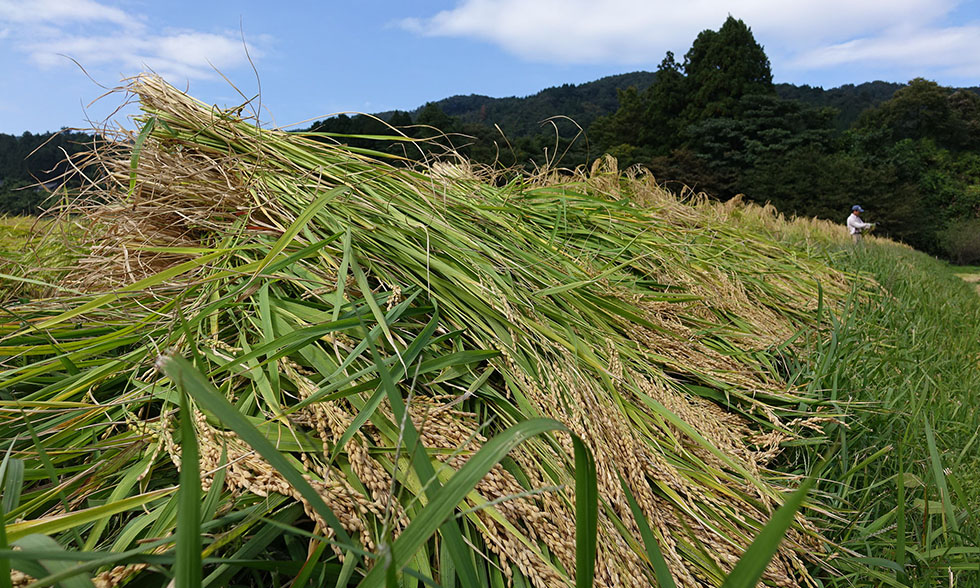 Yamane Shuzoujou brewery