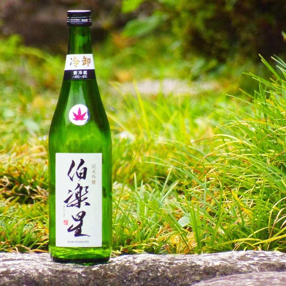 伯楽星 純米吟醸 ひやおろし (2014) sake
